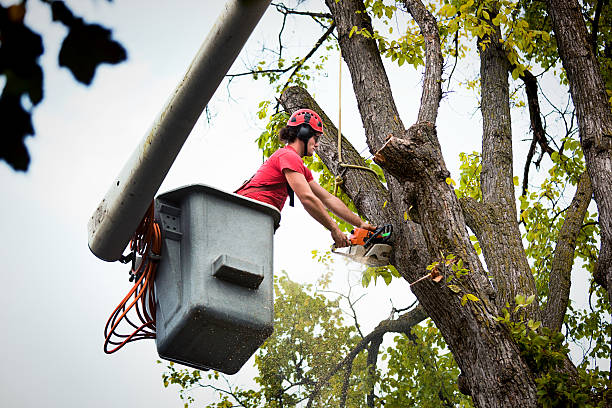 Best Tree Health Inspection  in Wells, NV