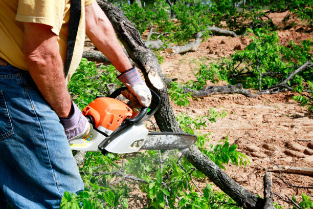 Best Tree and Shrub Care  in Wells, NV